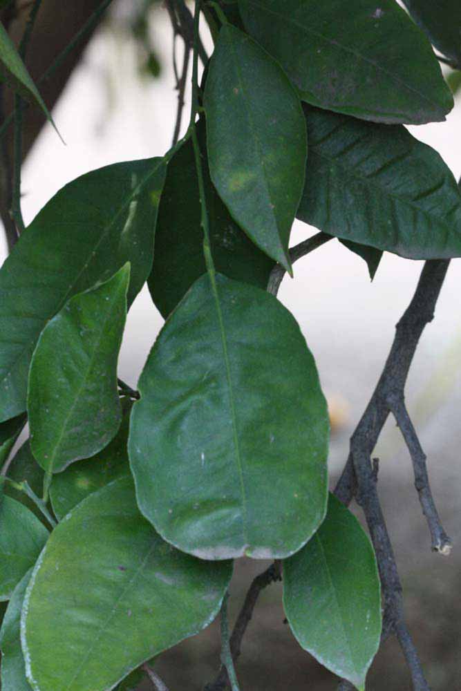            Shade leaves (Riverside, CA)   